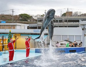 サンタの服装をした飼育員の合図でジャンプするイルカ＝坂井市の越前松島水族館で