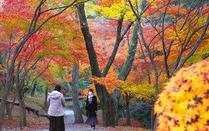 さまざまに色づいた葉のコントラストを楽しむ人たち＝四日市市水沢町のもみじ谷で