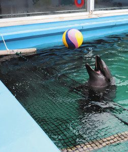 イルカと間近にキャッチボールを楽しめる伊勢シーパラダイスのプール