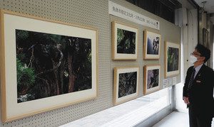 持続可能な社会のシンボルとして展示された洞杉の写真＝魚津市双葉町のにいかわ信用金庫本店で