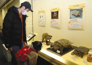 アライグマやワニガメの標本を眺める観覧者＝富山市西中野町の市科学博物館で