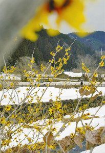 屋根に雪が残る復原町並を背に、鮮やかに咲いて春の訪れを告げるマンサク＝福井市の一乗谷朝倉氏遺跡で