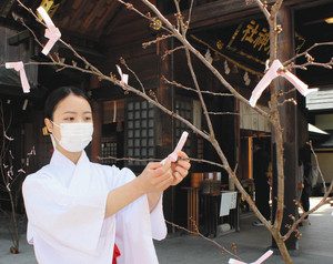 春を感じてもらおうと用意したおみくじを結ぶ桜の枝＝高岡市古城の射水神社で