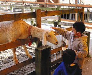 動物と触れ合う子どもたち＝いずれも愛知県日進市の愛知牧場で