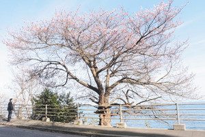 花が咲き始めた谷崎の桜＝珠洲市上戸町で