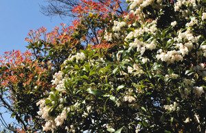 赤い色合いの若葉との対比が映える純白のアセビの花＝紀北町の海山郷土資料館で