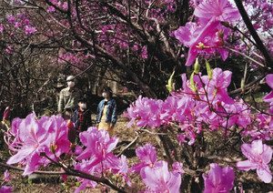 県史跡「白鳥塚古墳」の墳丘近くで咲きだした紫ツツジ＝鈴鹿市加佐登町付近で