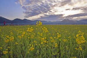 雲間から柔らかな朝日を浴び、新幹線高架に沿うように咲く菜の花＝鯖江市舟枝町で