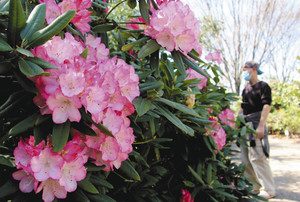 ピンクの花を咲かせるシャクナゲ＝津市高野尾町の赤塚シャクナゲガーデンで