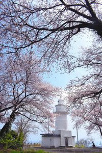 満開の桜で彩られた岩崎ノ鼻灯台＝高岡市伏木国分で