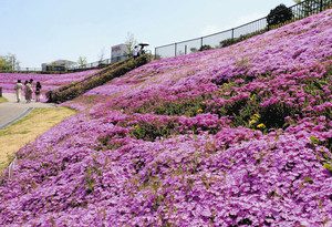 ピンクや紫のシバザクラが斜面にじゅうたんのように広がる＝犬山市犬山北古券で