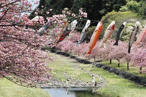 見頃を迎えた八重桜の間で、風に泳ぐこいのぼり＝海津市南濃町奥条の羽根谷だんだん公園で