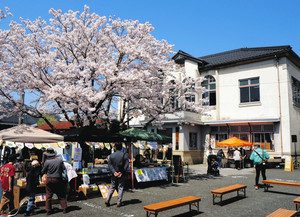 満開の桜の下で開かれた古本市「いろはにほん箱」と江北図書館＝いずれも滋賀県長浜市木之本町で