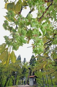 雨上がりの新緑に溶け込むように艶やかに咲くギョイコウ＝池田町土合皿尾で