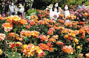 色鮮やかに咲きそろい見頃を迎えたバラ＝浜松市西区舘山寺町のはままつフラワーパークで