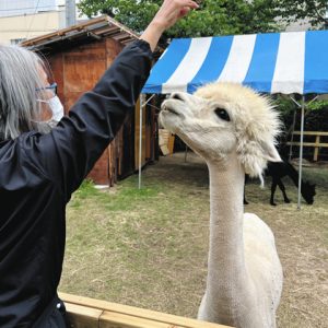 つぶらな瞳で来園者の手元を見上げるアルパカ＝飯田市立動物園で