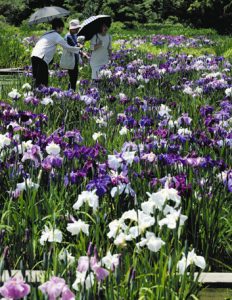 色鮮やかな花を咲かせるハナショウブ＝掛川市の加茂荘花鳥園で