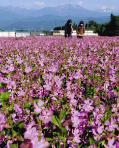 フクロナデシコの花でピンクに染まる伊藤さんの畑