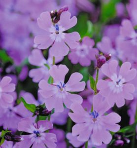 ハート形の花弁が特徴的なフクロナデシコの花。がくの部分が袋状になることからその名が付く＝いずれも南箕輪村南原で