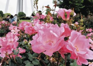 色鮮やかな花を咲かせるバラの花壇＝一宮市光明寺の１３８タワーパークで