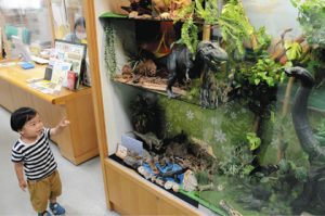 迫力ある恐竜模型を見る子ども＝いずれもあま市の美和図書館で