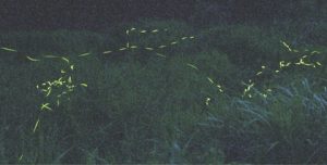夕闇に黄緑色の光跡を描いて乱舞する野生のゲンジボタル＝白山市渡津町で