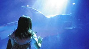 光の演出のイメージ動画の一部。少女がジンベエザメに見入る