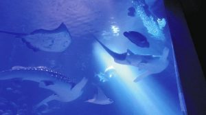イメージ動画で泳ぐ魚たち＝いずれも七尾市ののとじま水族館で（同館提供）