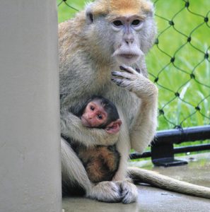 誕生したパタスザルの赤ちゃん＝豊橋市大岩町の豊橋総合動植物公園で