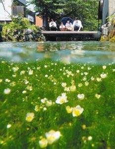 水中にかれんな花を咲かせる梅花藻＝米原市醒井の地蔵川で