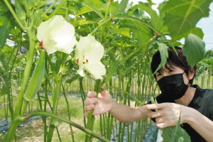 「白い花が咲き終わって３日ほどで収穫できる」と話す原田弘恵さん＝浜松市西区古人見町の「きまぐれ農園」で