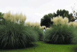 大人の背丈以上に伸びたパンパスグラス＝富山市婦中町上轡田の県中央植物園で