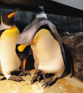 母ペンギンのおなかの下で生活するオウサマペンギンの赤ちゃん