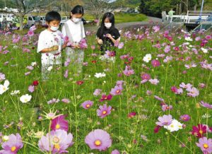 花咲会が植えたコスモスを観賞する児童ら＝掛川市初馬で