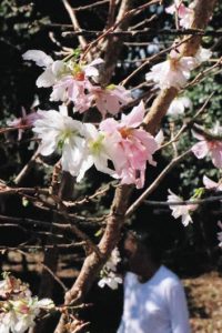 小春日和の中、小さな花を咲かせたジュウガツザクラ＝鈴鹿市国分町で