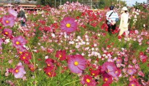 色鮮やかな花を咲かせたコスモス＝守山市の新庄町コスモス園で