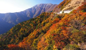 紅葉が山肌を彩り、見ごろを迎えた伊吹山＝岐阜、滋賀県境で