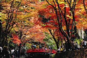 鮮やかに色付き見頃を迎えているモミジの紅葉＝森町の小国神社で