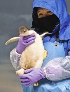 １１月に生まれたばかりのペンギンのひな＝名古屋市港区の名古屋港水族館で