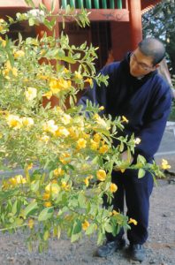 黄色い花が見頃を迎えているキバナアマ＝伊勢市二見町江の太江寺で