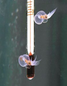 水槽の中を漂うように泳ぐ体長１センチのミズダコの赤ちゃん＝坂井市の越前松島水族館で