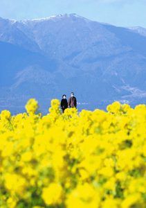 一面を鮮やかな黄色で彩る菜の花＝守山市今浜町の第１なぎさ公園で