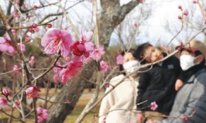 博物館南側の梅林で咲き始めた紅梅の花＝明和町竹川で