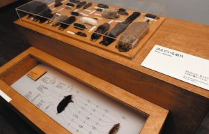 剥製や標本のそばには引き出しが開く仕掛けも＝いずれも金沢市広坂の金沢２１世紀美術館で
