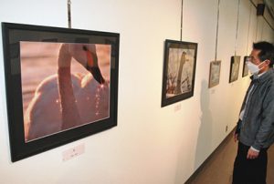 安曇野に飛来した白鳥のさまざまな姿を収めた写真が並ぶ＝安曇野市豊科郷土博物館で