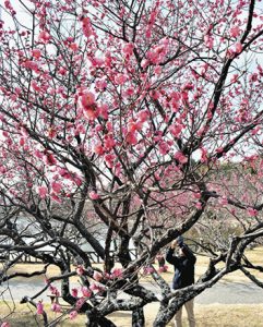 見頃を迎えた早咲きの梅＝岡崎市若松町の南公園で