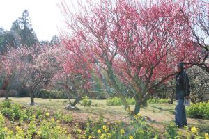 梅と菜の花のコントラストを楽しめる園内＝松阪市岡山町で