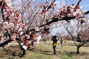 ほころぶ早咲きの桜＝海津市南濃町羽沢で