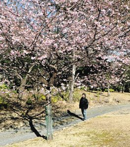 園内で８分咲きとなったカワヅザクラ＝紀北町便ノ山で
