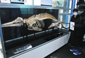 カマイルカの骨格標本に見入る来館者＝七尾市能登島曲町ののとじま水族館で